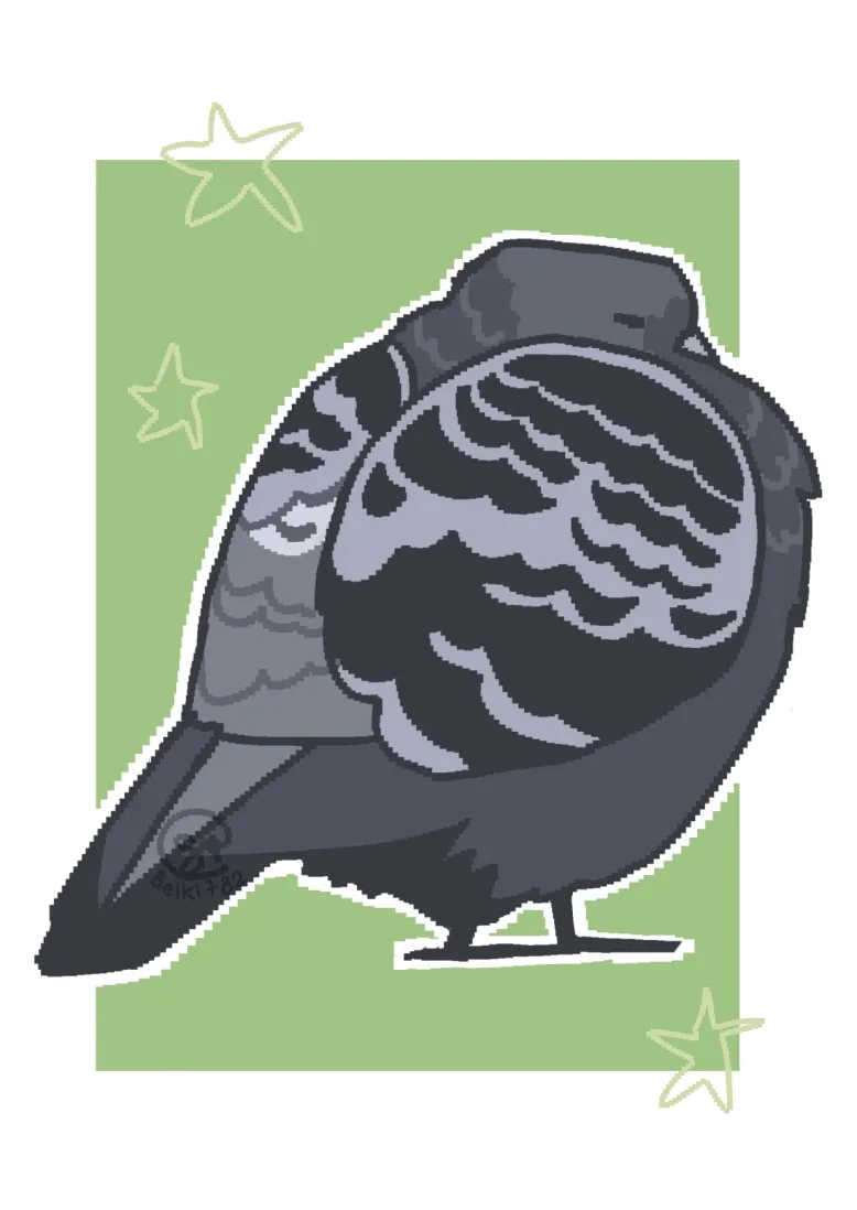 round pigeon