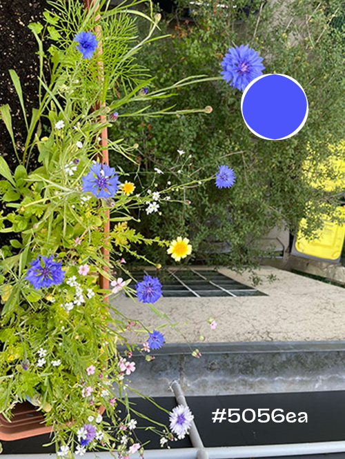 kornblumen