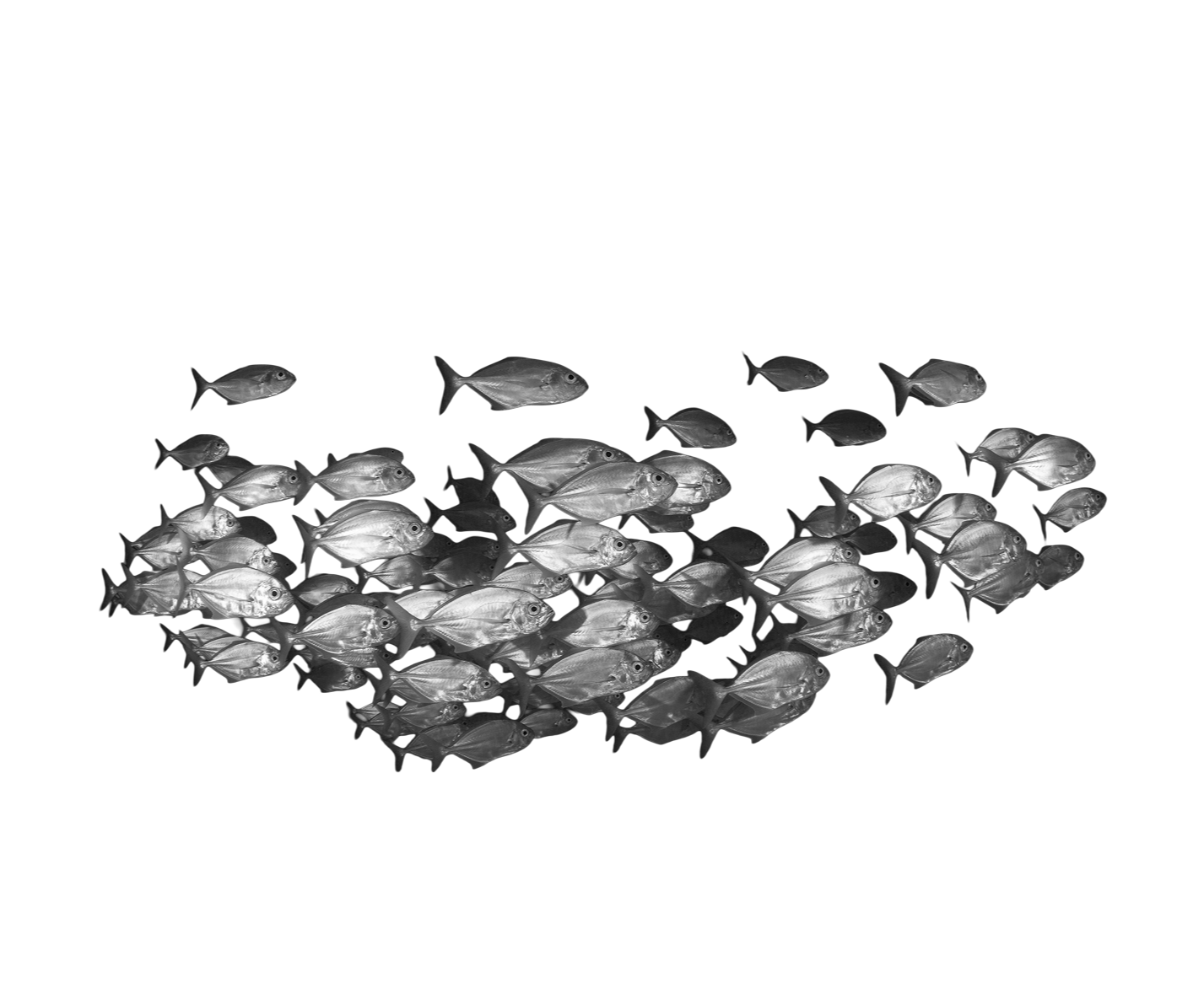 Fish swarm
